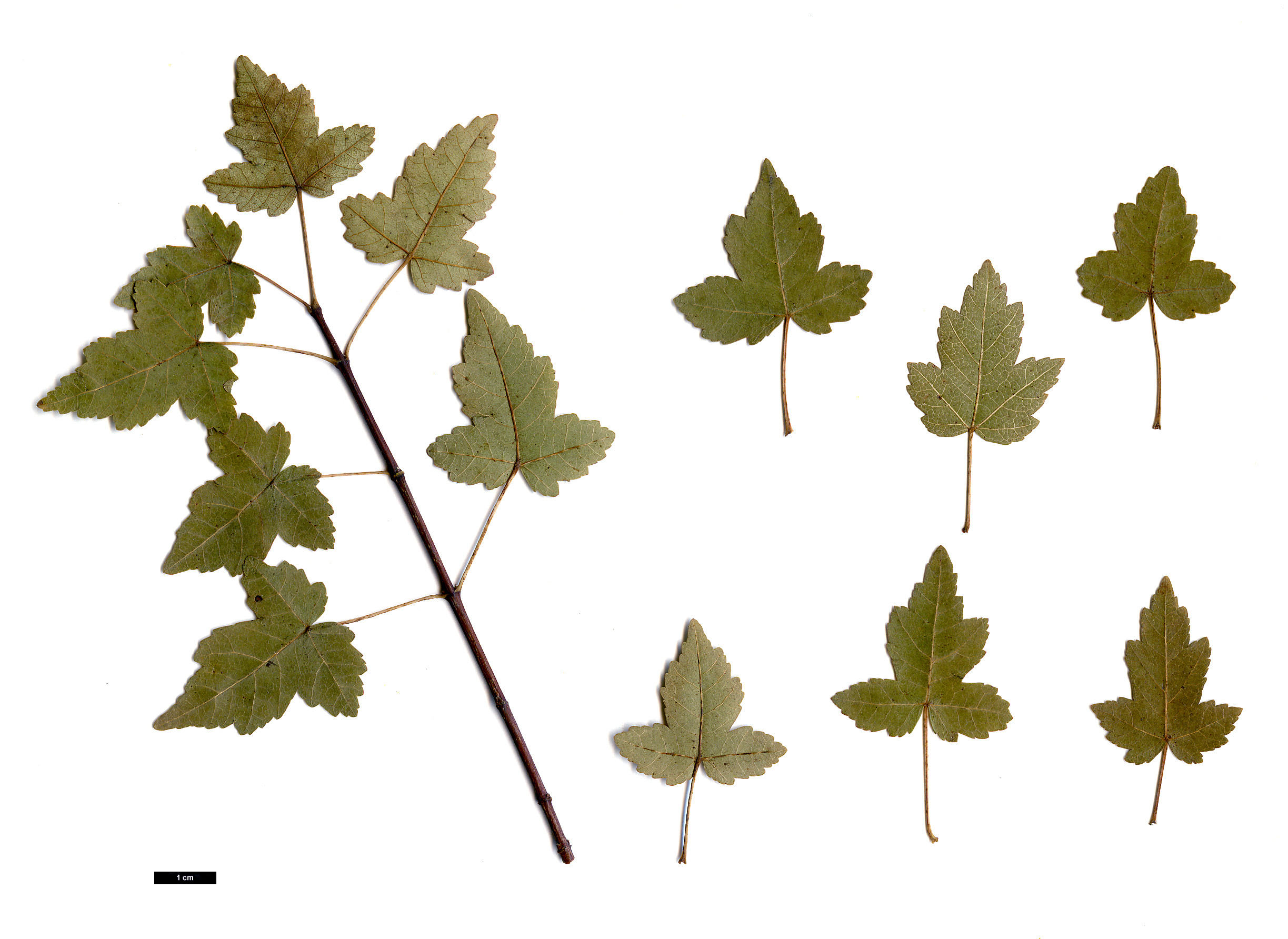 High resolution image: Family: Sapindaceae - Genus: Acer - Taxon: tataricum - SpeciesSub: subsp. semenovii